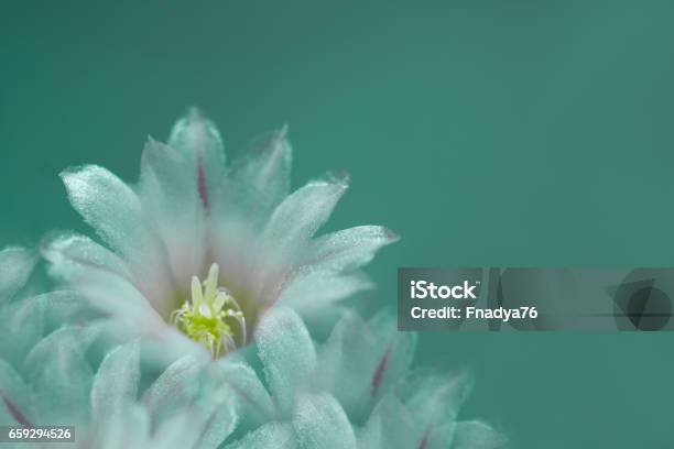 Flower White On Turquoise Background The Petals Shine In The Sun Closeup Flower Composition Nature Stock Photo - Download Image Now