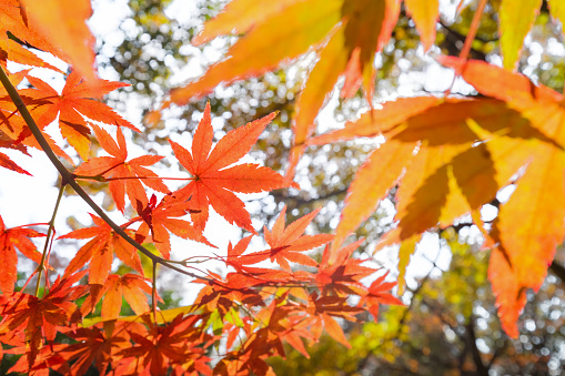 Red maple leaf in focus against blurred yellow background in Japan travel autumn season