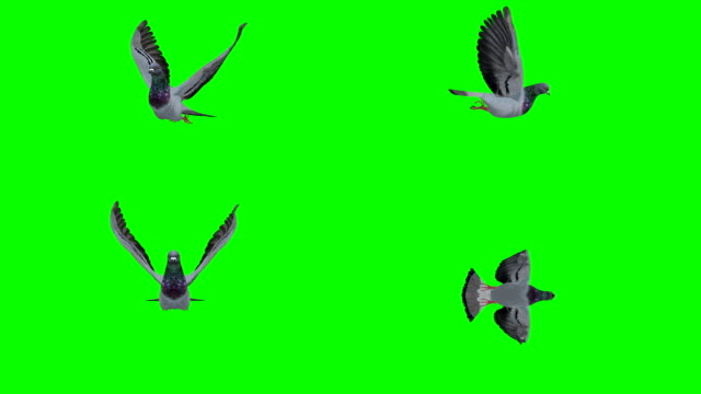 Pigeon Flying Green Screen (Loopable)