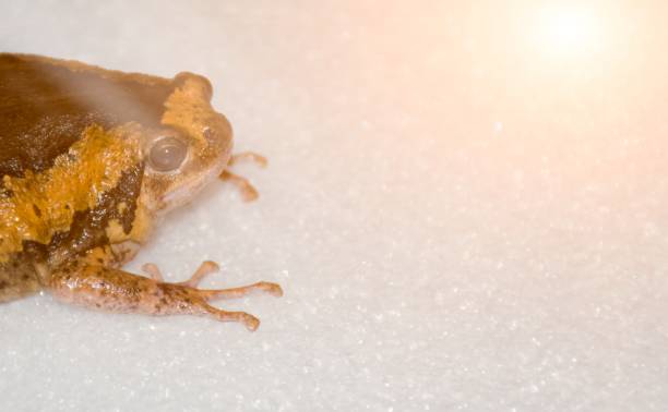 азиатская окрашенная лягушка. - blur band стоковые фото и изображения