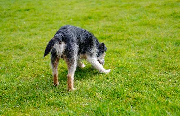 Senior dog seen in the owners back garden during early spring.
