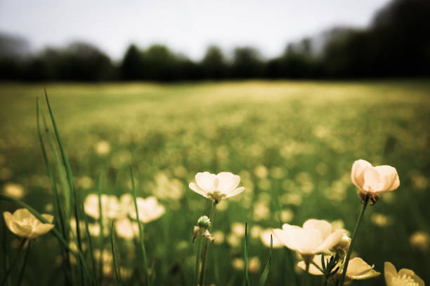 Majestic field of summer buttercups seen in a large meadow in the UK Majestic field of summer buttercups seen in a large meadow in the UK. The field of flowers and long grass extends to the background which is boarded by large trees. kew gardens spring stock pictures, royalty-free photos & images