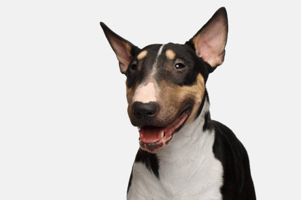 istock Portrait of bull terrier on isolated White background 659315462