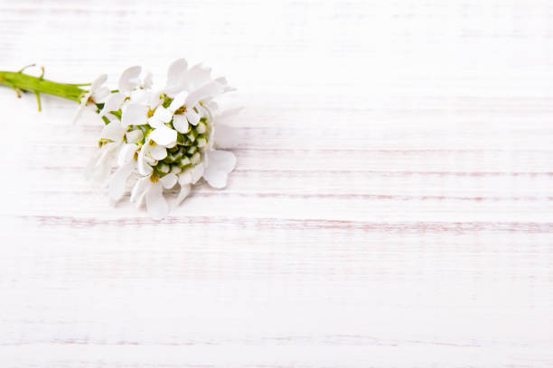 white flowers frame on white wooden background
