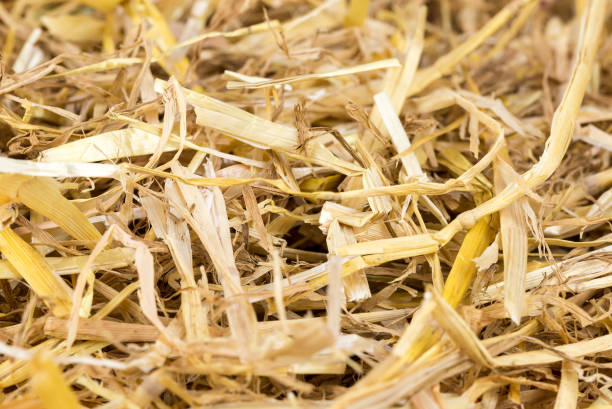 istock Close up of good quality straw bedding. 659324754