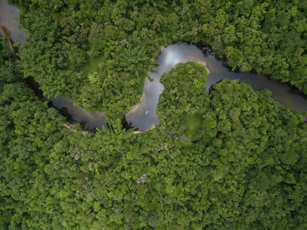 istock Aerial View of Rainforest in Brazil 659351782