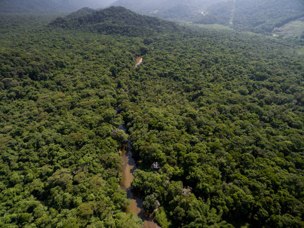 istock Aerial View of Rainforest in Brazil 659351988