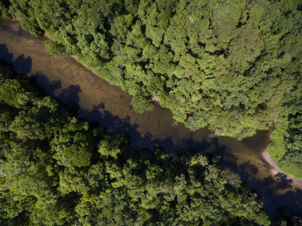 istock Aerial View of Rainforest in Brazil 659352048