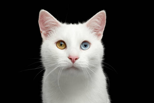 istock Portrait of White Cat on Isolated Black Background 659353050