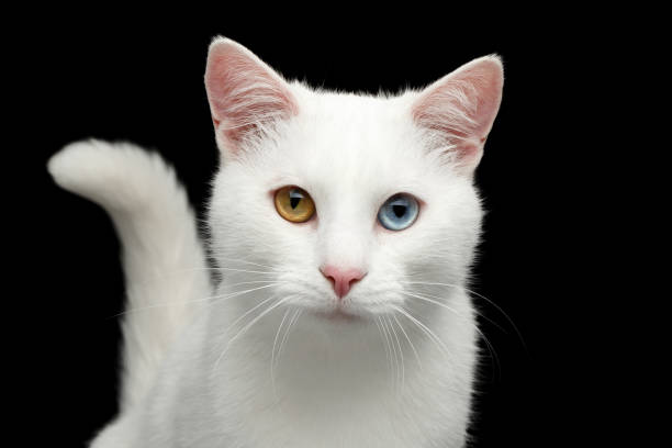 istock Portrait of White Cat on Isolated Black Background 659353272
