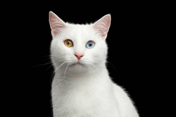 istock Portrait of White Cat on Isolated Black Background 659353642