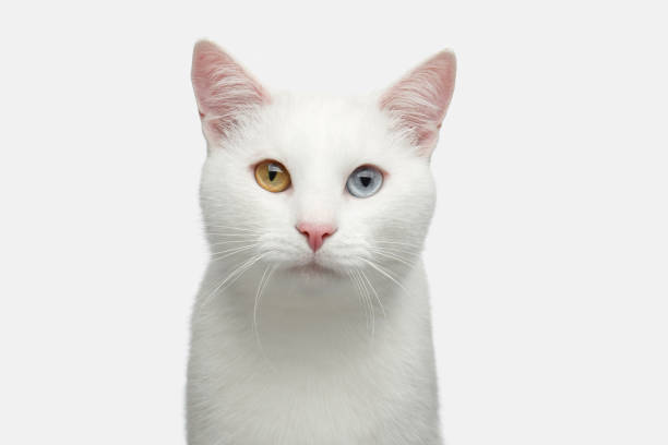 istock Portrait of White Cat on Isolated Background 659353750