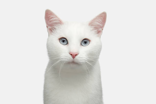istock Portrait of White Cat on Isolated Background 659353864