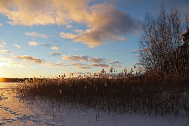 istock Christmas background with winter forest at sunset. 659362230
