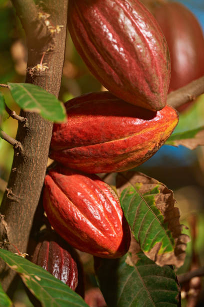 istock Closeup of red cocoa fruits 659365130