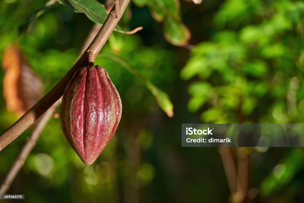 Cacao farm plantation Cacao farm plantation close-up on cocoa fruit crop. One raw chocolate fruit Cacao Fruit Stock Photo