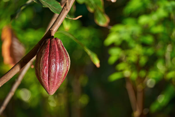 cacao farm plantation - chocolate beans imagens e fotografias de stock