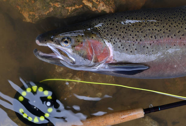 istock Rainbow trout fly-fishing 659372816