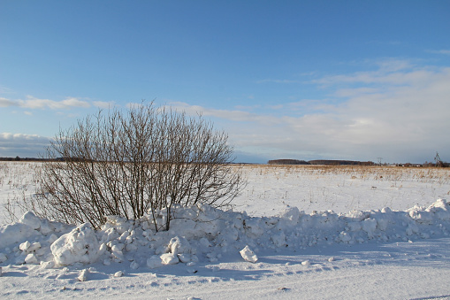 A single tree on a white snowy field near the road and blue sky. Winter. Russia.