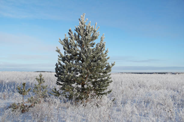 istock Fir trees in a beautiful winter landscape. 659383592