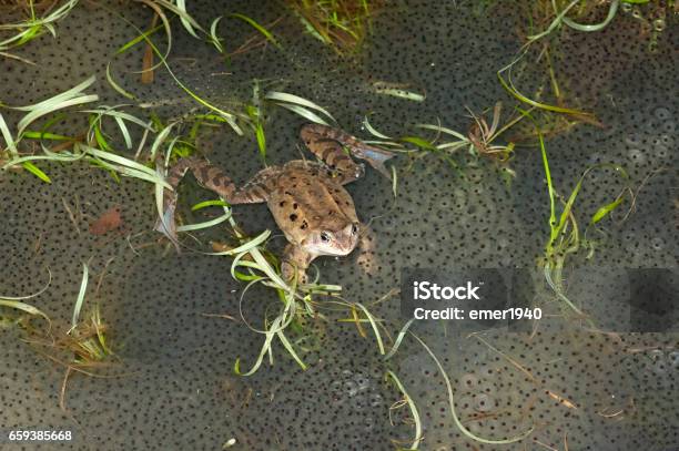 Frog Spawn Map Temporary Frog Spawn Stock Photo - Download Image Now - Amphibian ...