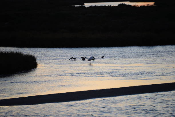 istock Herons in Huelva - Spain 659395026