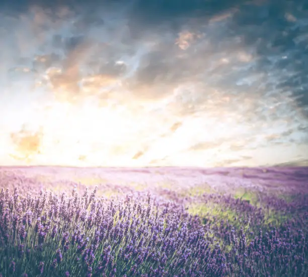 A beautiful composite photograph of a lavender field with a vibrant sky near sunset.