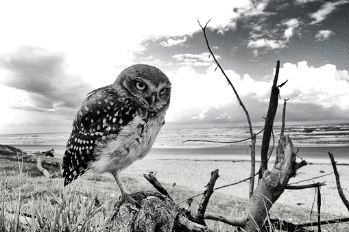 Owl (Athene cunicularia) on a beach on the southeastern coast of Brazil