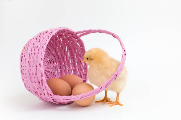 Small yellow chick peers into a pink basket of eggs