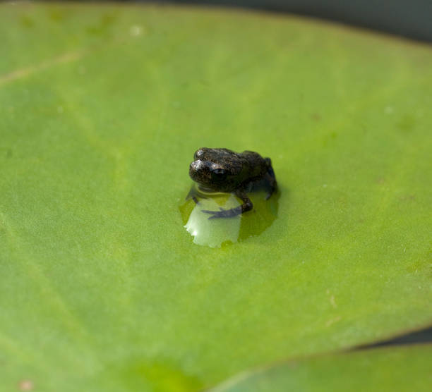 istock Edible Frog, young frog 659413798