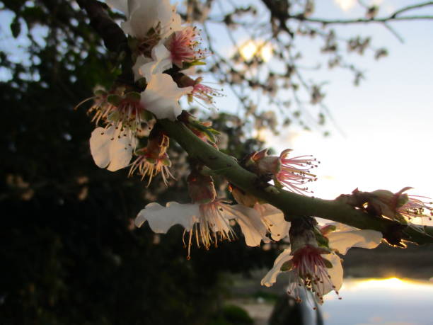 istock flowers in the sunset 659415060