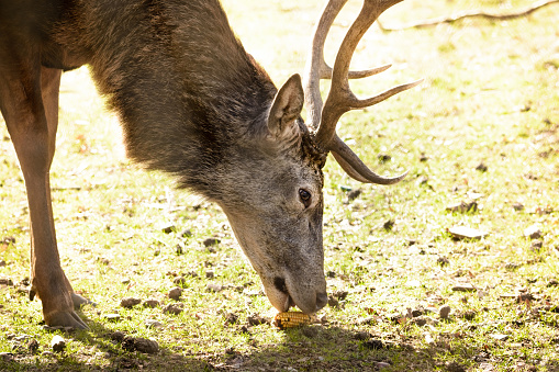a close up shot of a eating deer