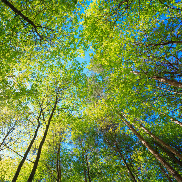 istock Sunny Canopy Of Tall Trees. Sunlight In Deciduous Forest, Summer Nature. Upper Branches Of Maple Tree. Low Angle View. 659417546