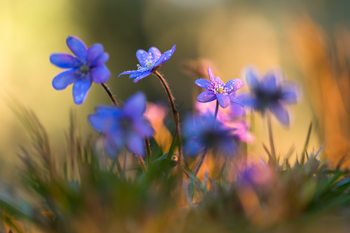 large speedwell in the meadow