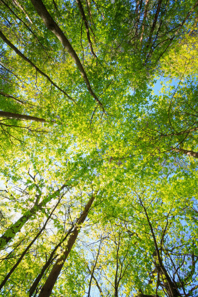 istock Sunny Canopy Of Tall Trees. Sunlight In Deciduous Forest, Summer Nature. Upper Branches Of Maple Tree. Low Angle View. 659436512