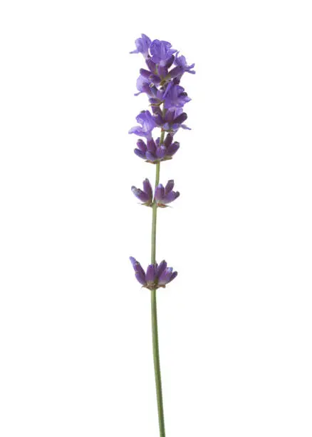 Sprig of lavender  isolated on white background