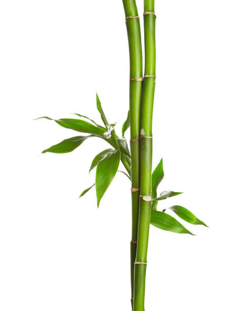 istock Branches of bamboo isolated on white background. 659446214