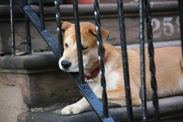 istock Relaxing dog in ny 659446844