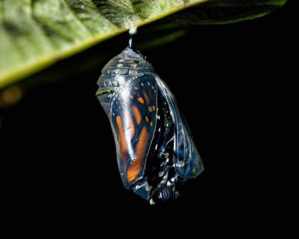 Butterfly Emerging A monarch butterfly emerging from a chrysalis with a black background. pupa stock pictures, royalty-free photos & images