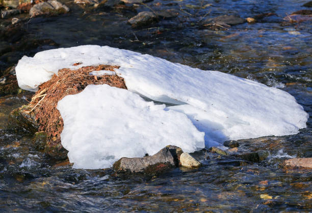 последние снежные останки - melting spring snow trentino alto adige стоковые фото и изображения