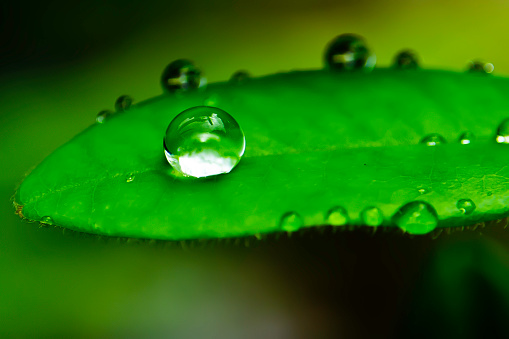 Drop in the leaf after rain