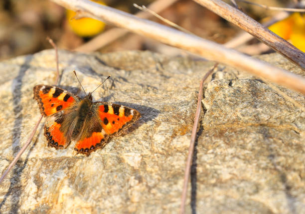 Butterfly taking a Sunbath Smart Tortoiseshell relaxing on a stone in the sun. sunning butterfly stock pictures, royalty-free photos & images