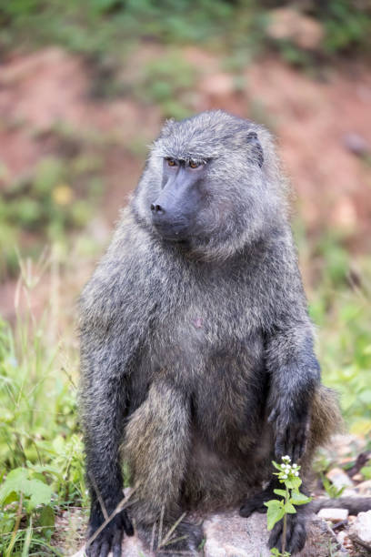 istock Portrait of Olive Baboon 659449002