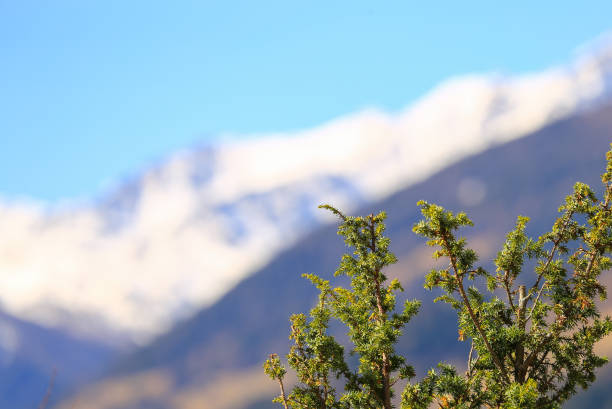 a primavera está chegando - melting spring snow trentino alto adige - fotografias e filmes do acervo