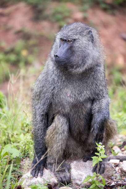 istock Portrait of Common Baboon 659458152