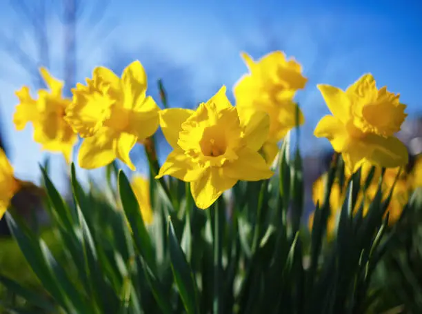 Flowering daffodils. Blooming yellow narcissus flowers. Spring flowers. Shallow depth of field. Selective focus.