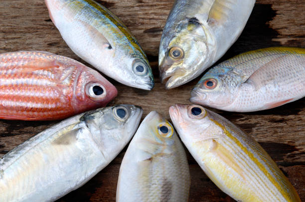 istock mix colorful fresh fishes 659477478
