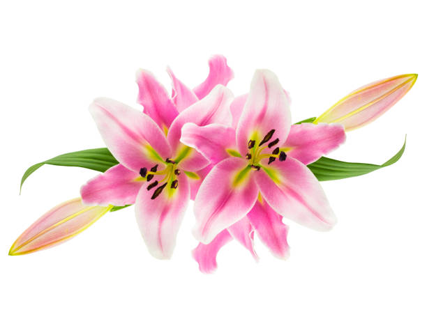 montaż różowych lilii na białym - lily pink stargazer lily flower zdjęcia i obrazy z banku zdję�ć