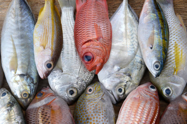 istock mix colorful fresh fishes 659478234