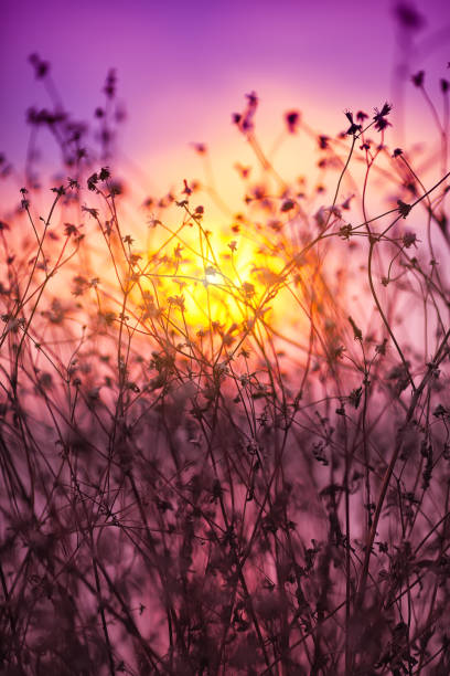 istock Dried flowers on a background sunset 659485714